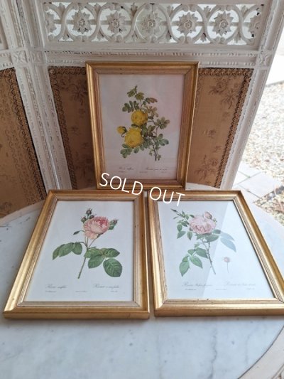 画像18: ルドゥーテローズ画セット