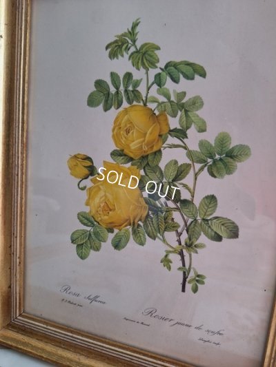 画像2: ルドゥーテローズ画セット