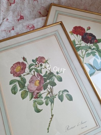 PierreJosephRedoutéprint