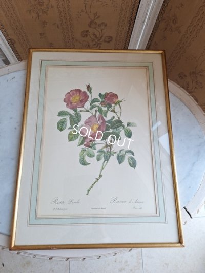 画像10: ルドゥーテローズ画セット