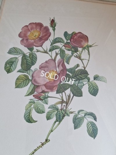 画像11: ルドゥーテローズ画セット