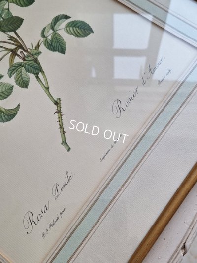 画像12: ルドゥーテローズ画セット