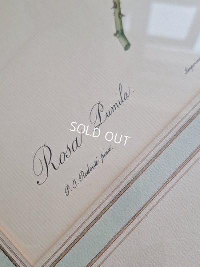 画像13: ルドゥーテローズ画セット