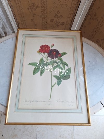 画像2: ルドゥーテローズ画セット