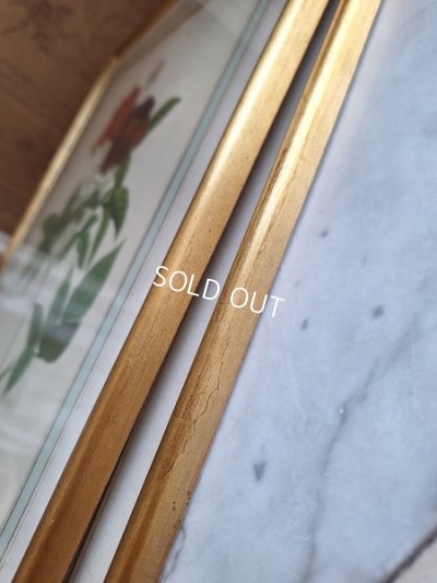 画像20: ルドゥーテローズ画セット