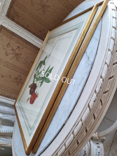 画像22: ルドゥーテローズ画セット