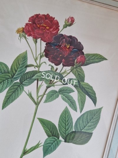 画像3: ルドゥーテローズ画セット