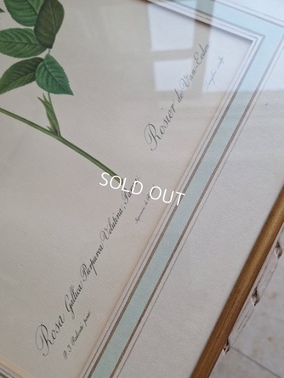 画像4: ルドゥーテローズ画セット