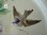 画像8: ホーロー製小鳥とローズ柄手描きプレート