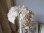 画像6: 白い布花ハット