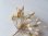 画像7: コミュニオン花冠とワックスセット