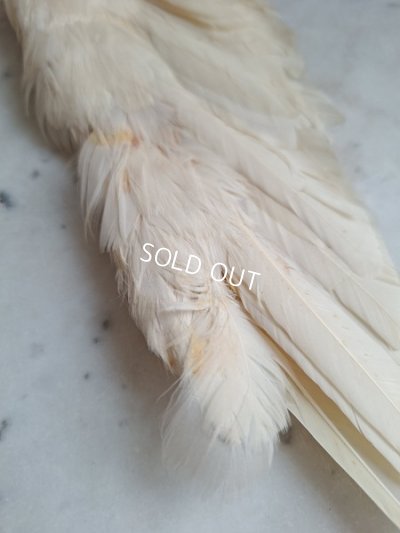 画像5: アンティーク小さなエンジェルウィング