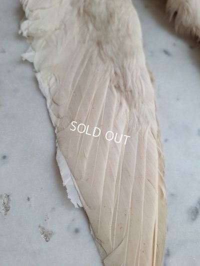 画像4: アンティーク小さなエンジェルウィング