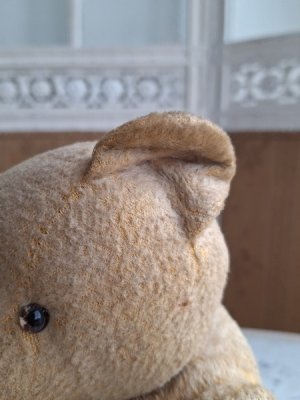 画像13: フレンチテディべア