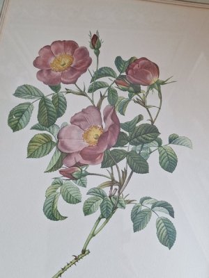 画像11: ルドゥーテローズ画セット