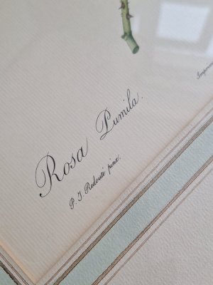 画像13: ルドゥーテローズ画セット