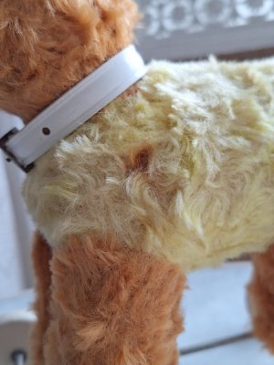 画像18: 車輪付きワンちゃん