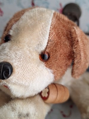 画像11: フランスのワンちゃん