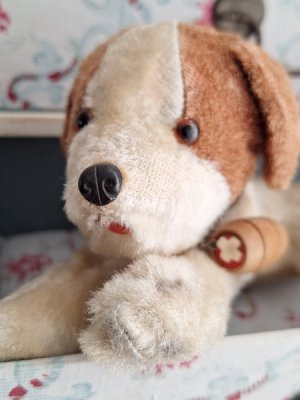 画像12: フランスのワンちゃん