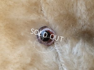 画像19: JPMフレンチテディベア