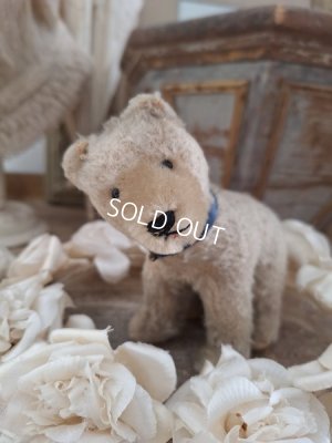 vintagesteiffbear