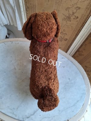 画像17: JPMドッグ