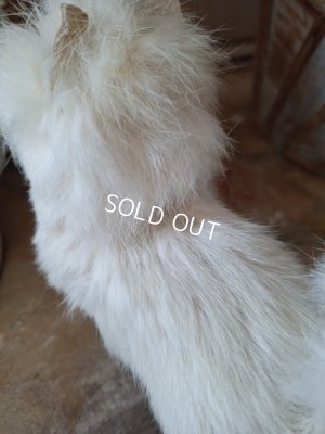 画像6: ジュモードッグ