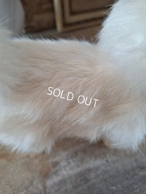 画像5: ジュモードッグ