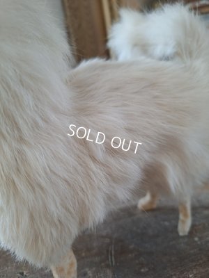 画像8: ジュモードッグ