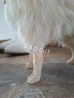 画像19: ジュモードッグ