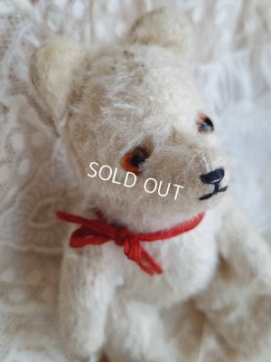 画像5: 小さなホワイトベア