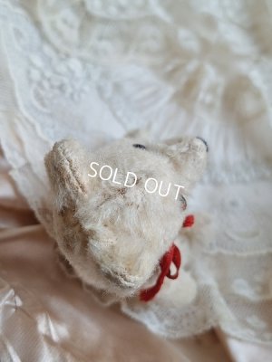 画像9: 小さなホワイトベア