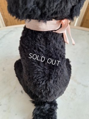 画像7: フレンチ猫