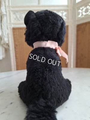 画像13: フレンチ猫