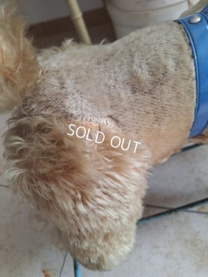 画像22: 車輪付きアンティークプードル