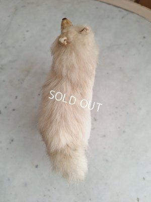 画像9: アンティークLouLouドッグ