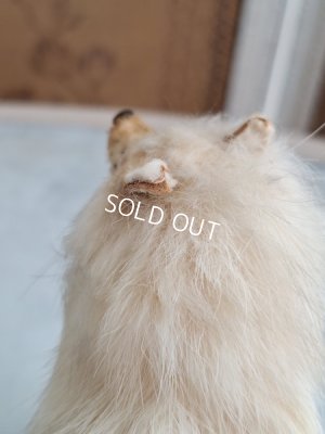 画像10: アンティークLouLouドッグ