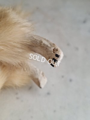 画像10: Lou Louドッグキャンディコンテナー