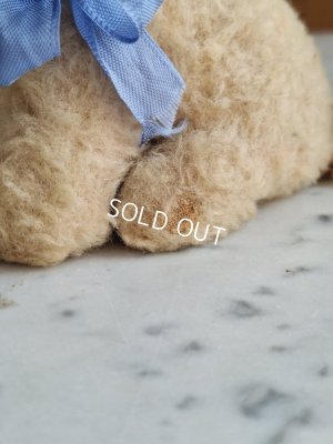 画像15: フレンチブルーアイキャット