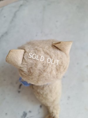 画像10: フレンチブルーアイキャット