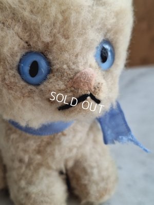 画像3: フレンチブルーアイキャット