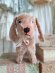 frenchvintagedog