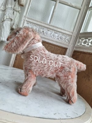 画像13: フランス垂れ耳ピンクドッグ