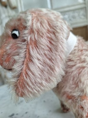 画像7: フランス垂れ耳ピンクドッグ