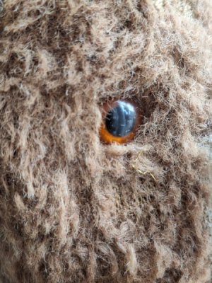 画像4: フレンチテディベア