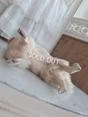 画像9: LouLouドッグ