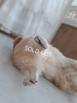 画像14: LouLouドッグ