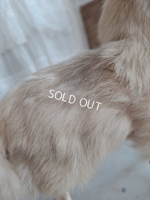 画像18: LouLouドッグ