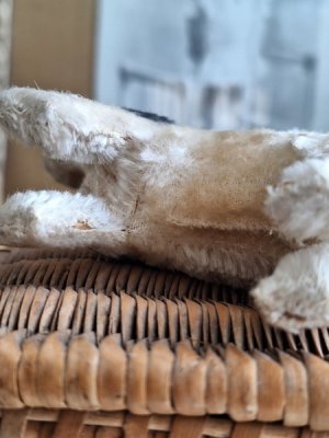 画像12: ヴィンテージテリア