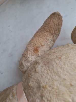 画像9: フレンチテディベア